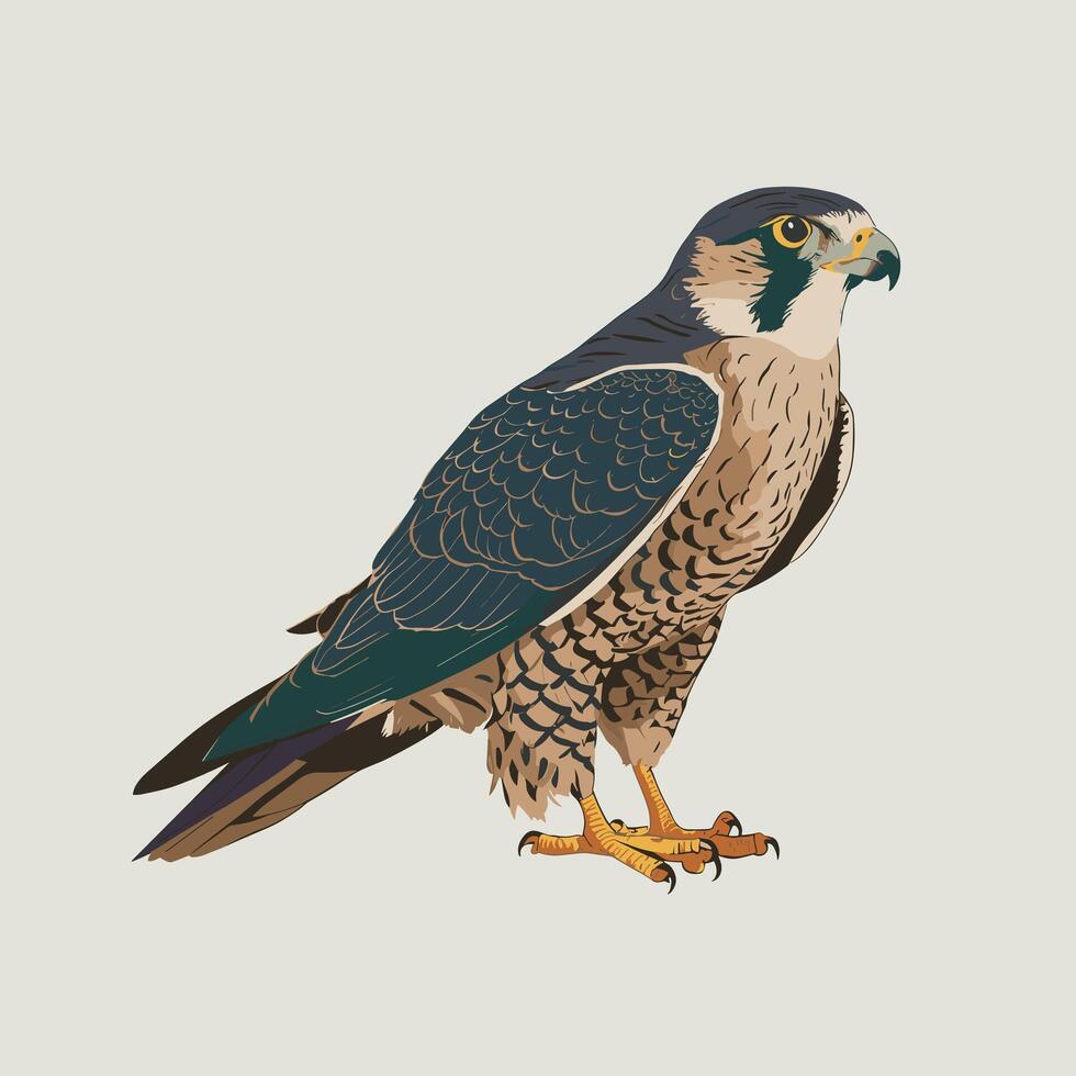 illustration of a falcon. birds isolated on a white background. vector