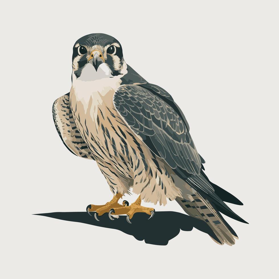 illustration of a falcon. birds isolated on a white background. vector