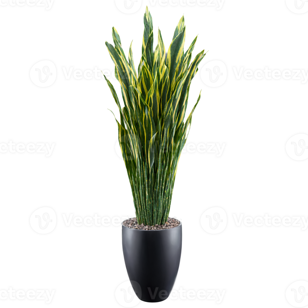 Snake Plant Zeylanica tall dark green and striped leaves shooting upward from a hovering black png