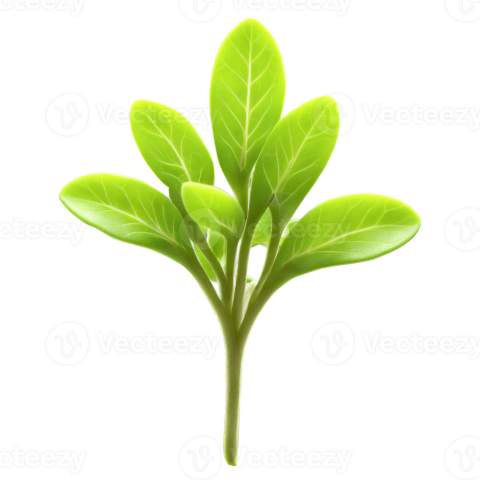 Oregano microgreens Origanum vulgare tiny green leaves with a robust flavor elegantly displayed Microgreen super png