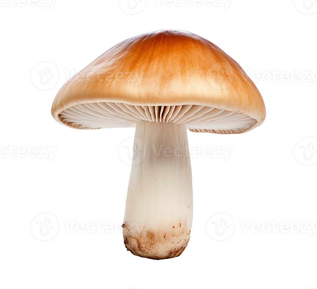 mushroom vegetable isolated png