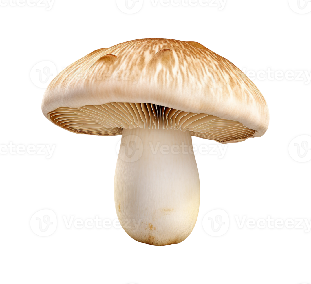 mushroom vegetable isolated png