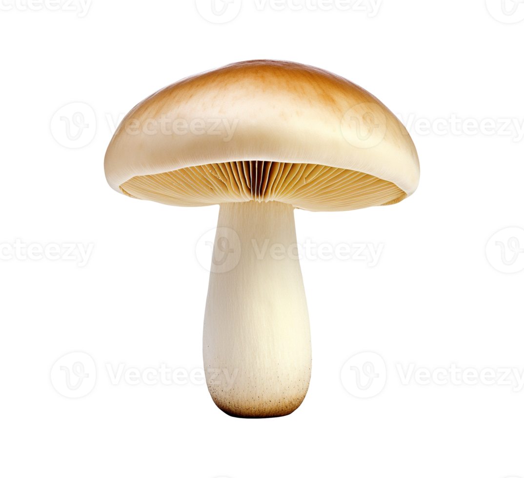 mushroom vegetable isolated png