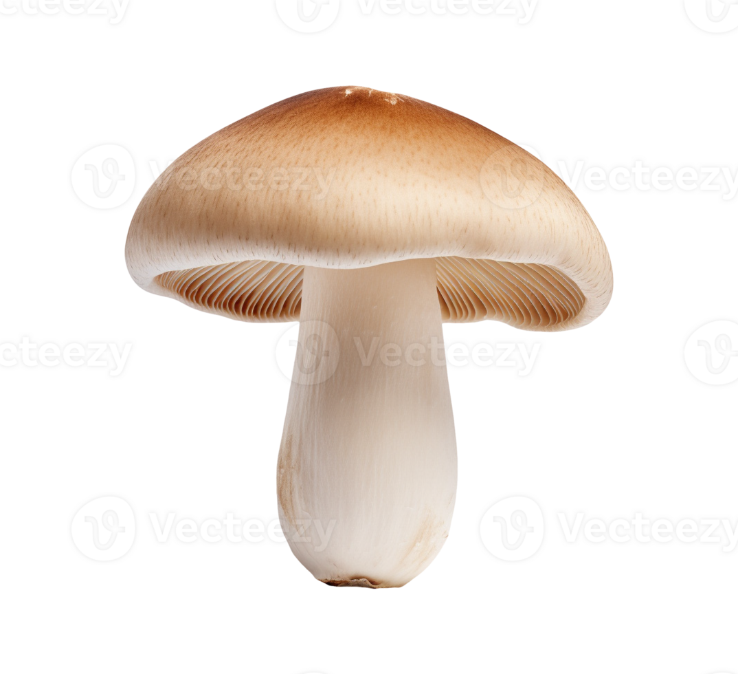 mushroom vegetable isolated png