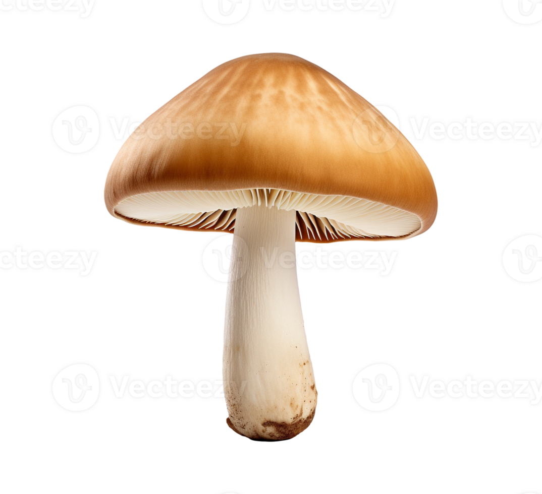 mushroom vegetable isolated png