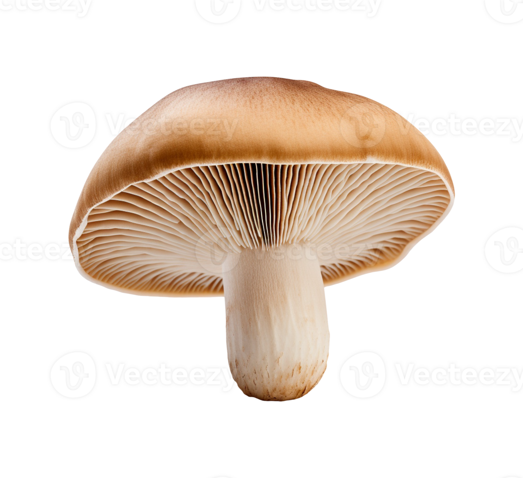 mushroom vegetable isolated png
