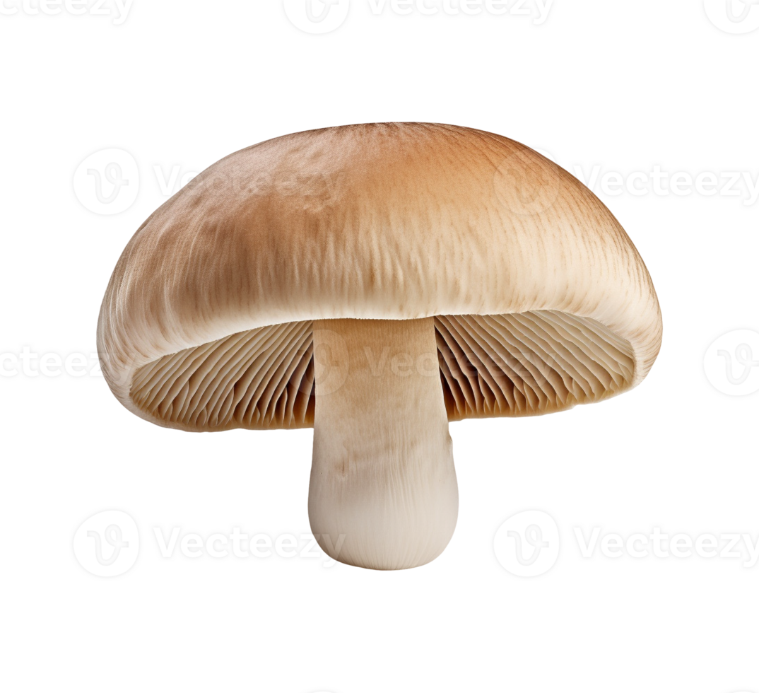 mushroom vegetable isolated png