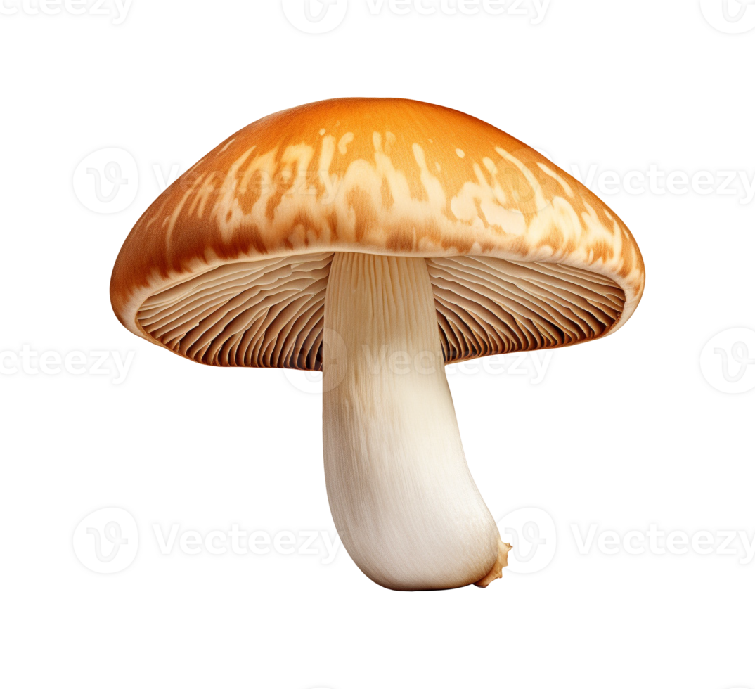mushroom vegetable isolated png