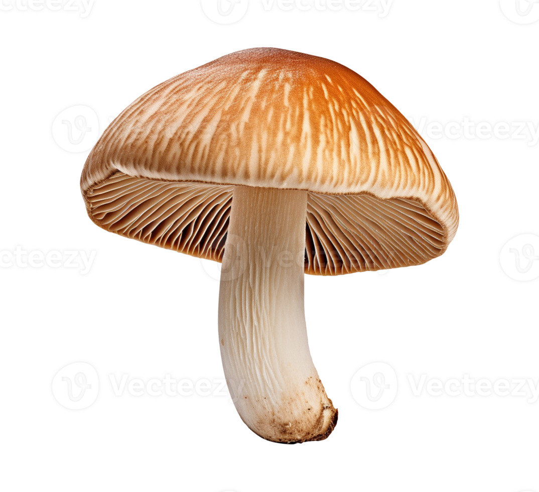 mushroom vegetable isolated png
