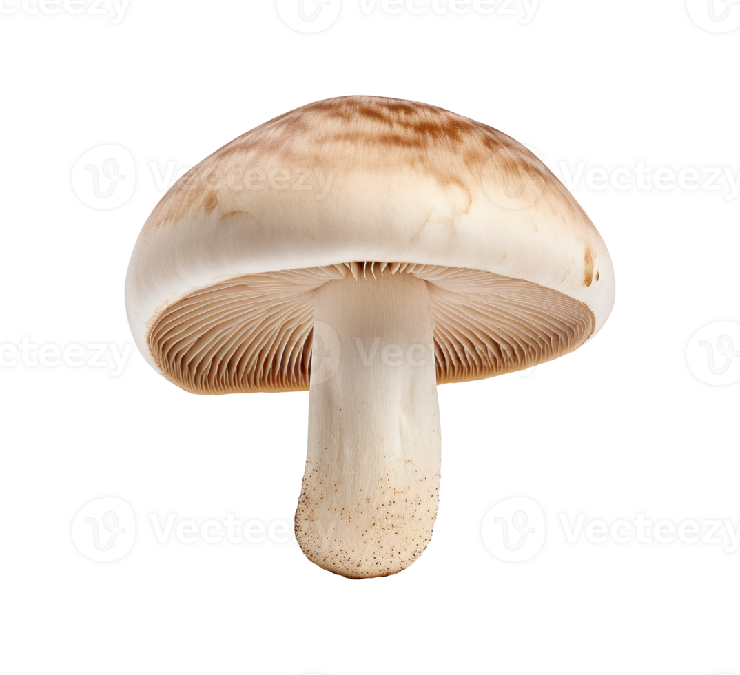 mushroom vegetable isolated png