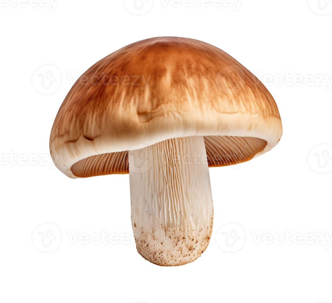 mushroom vegetable isolated png