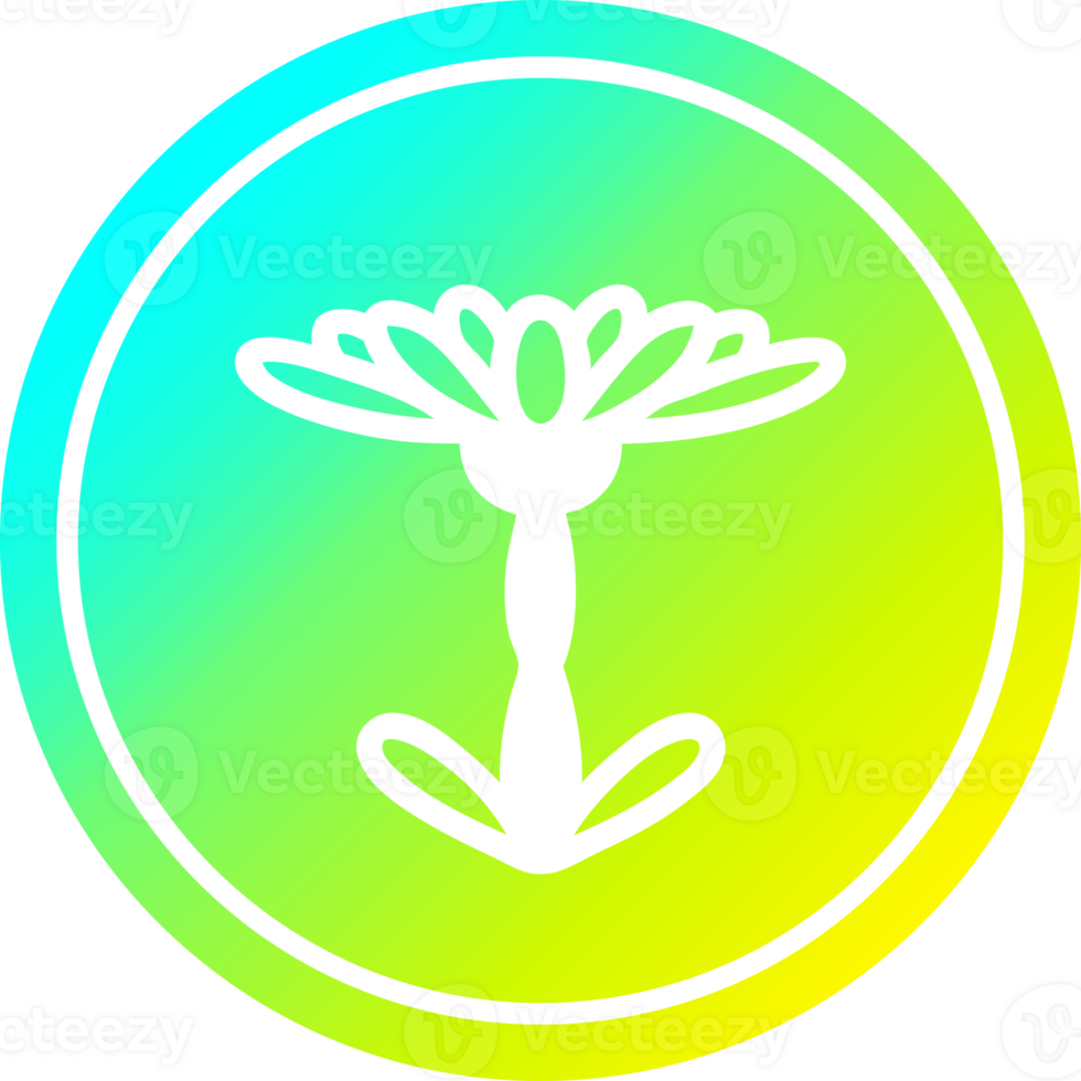 blooming flower circular in cold gradient spectrum png