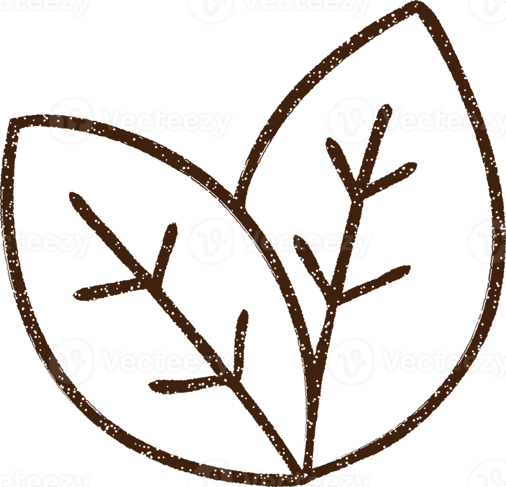 Leaf Charcoal Drawing png