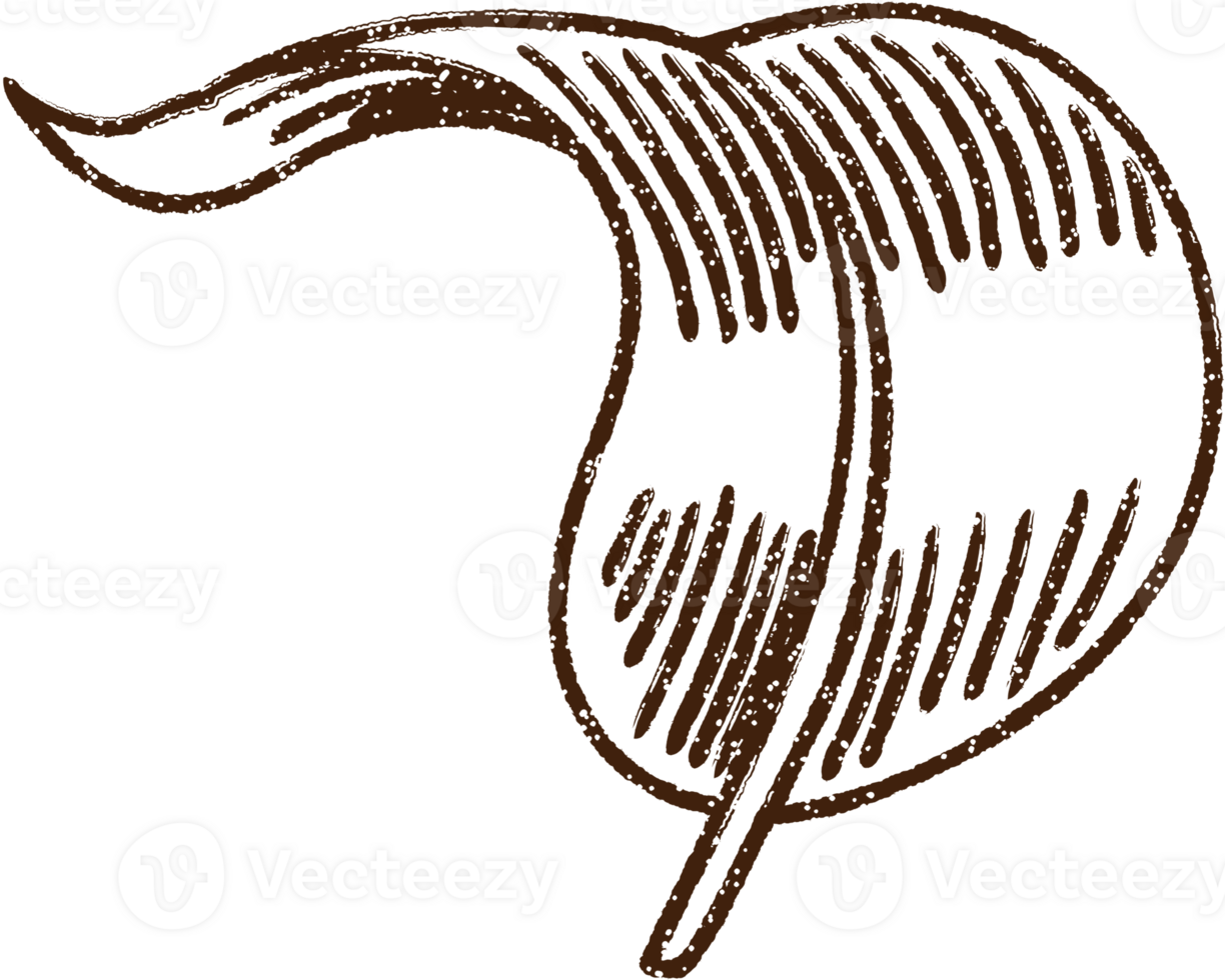 Leaf Charcoal Drawing png
