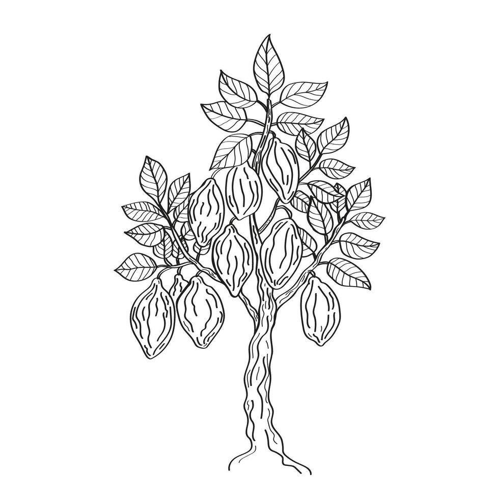 Cocoa tree Ink sketch in vintage style, hand drawn illustration on isolated white background. Growing chocolate plant, harvest, food ingredient. Design for logo, sign, label, print, card, paper vector