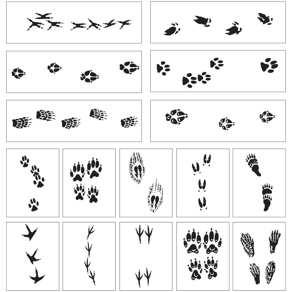 Animal and birds foot print black and white, Biggest Set of Animal and Bird Trails Silhouettes vector