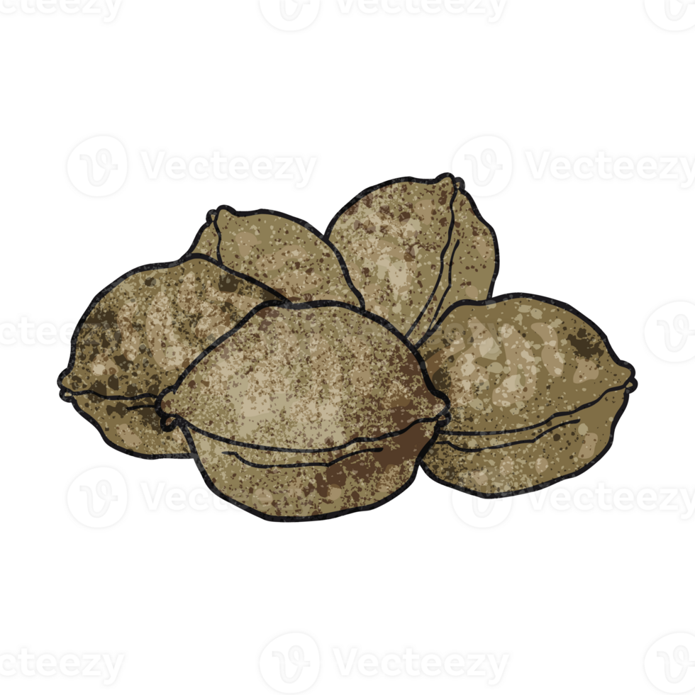 hand drawn texture cartoon walnuts in shell png