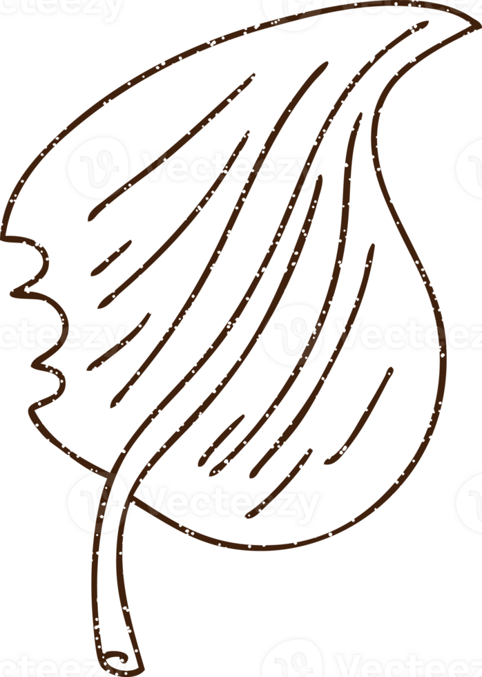 Leaf Charcoal Drawing png