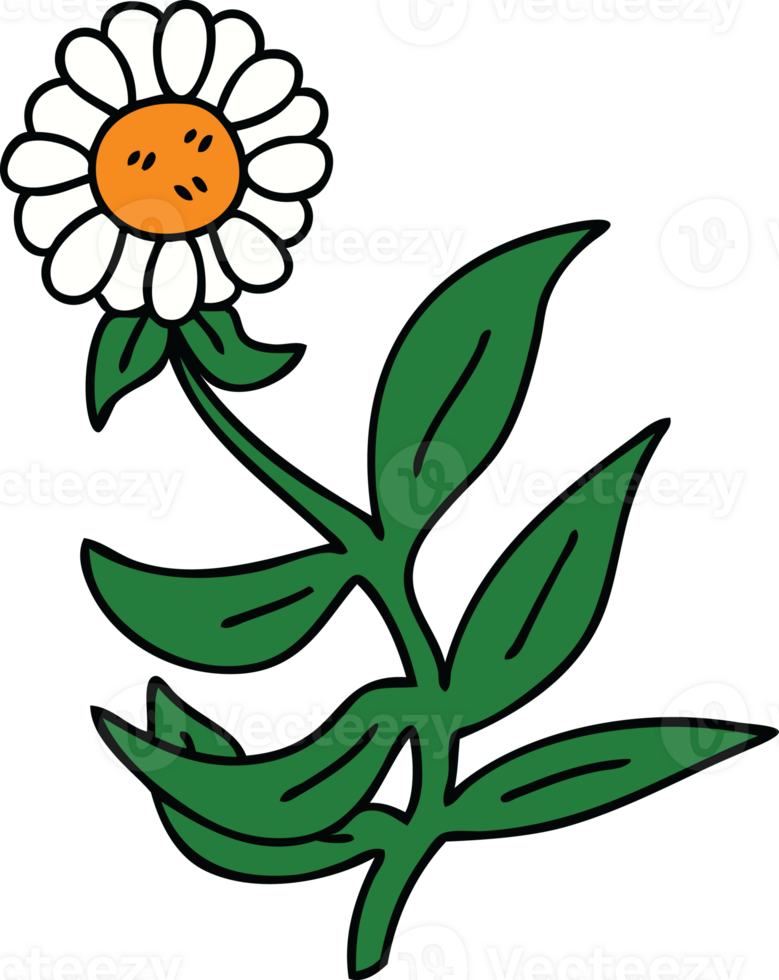 hand drawn quirky cartoon daisy flower png