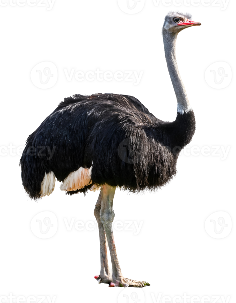 Illustration of beautiful ostrich png