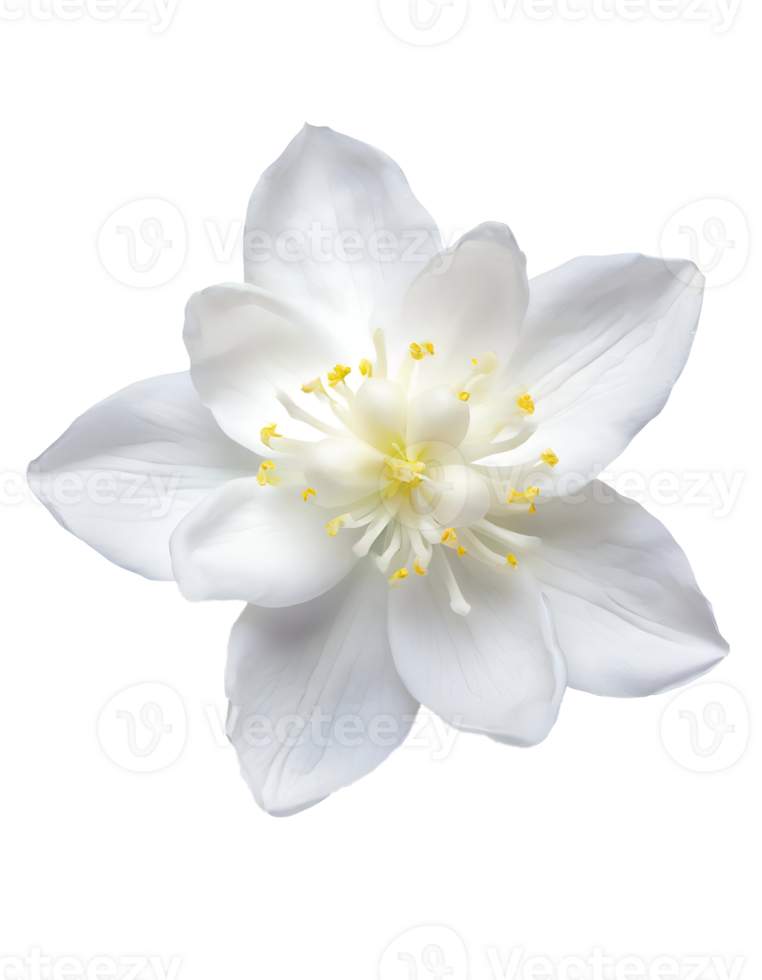 Realistic flower jasmine png