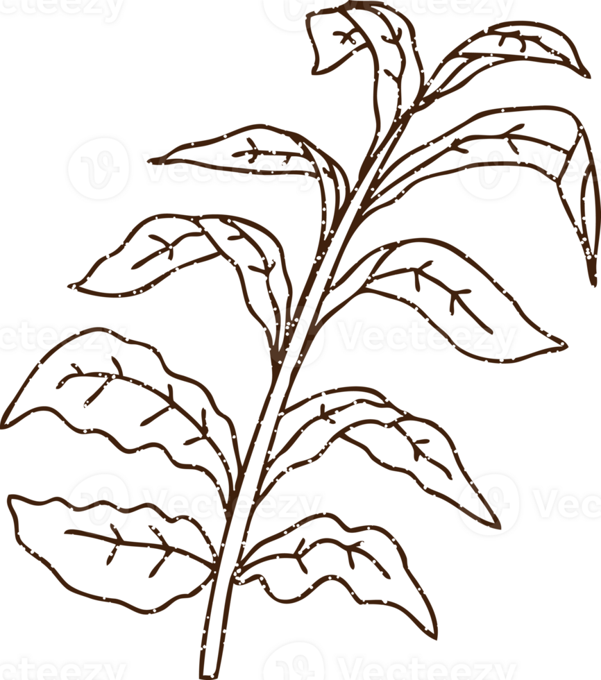 Wild Plant Charcoal Drawing png