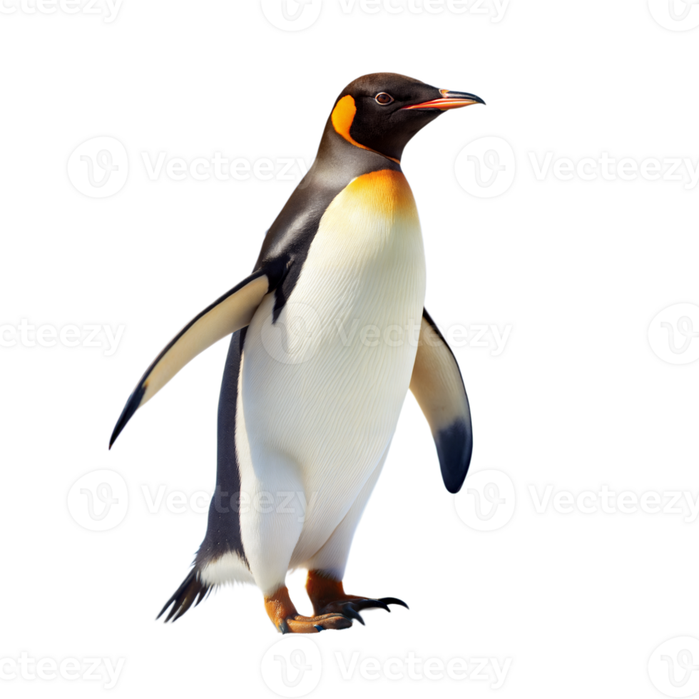 A penguin stands on a transparent background png