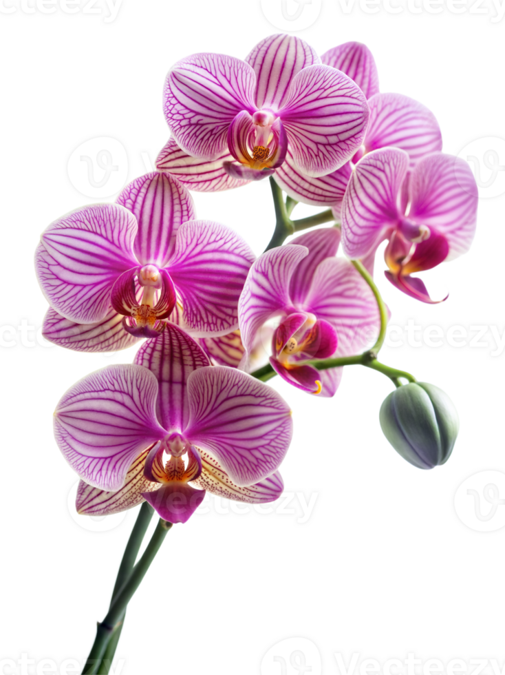 A single purple and white orchid with a green stem png