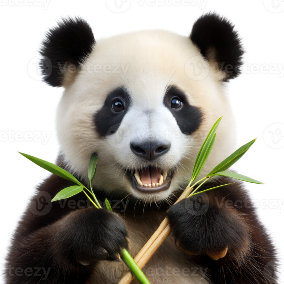 A panda bear is holding a green bamboo stick in its mouth png