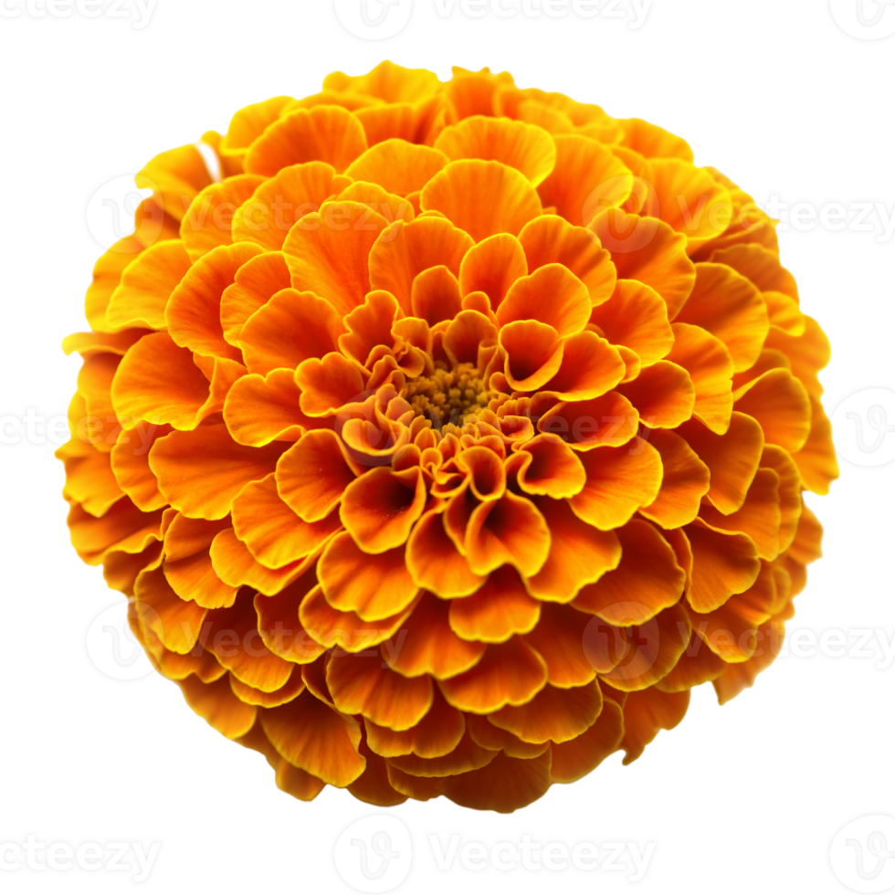 A bright orange marigold flower in perfect bloom, showcasing layers of delicate petals png