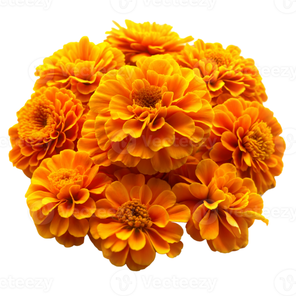 A cluster of vividly orange marigold flowers fully bloomed, showcasing their beauty in a sunlit summer garden png