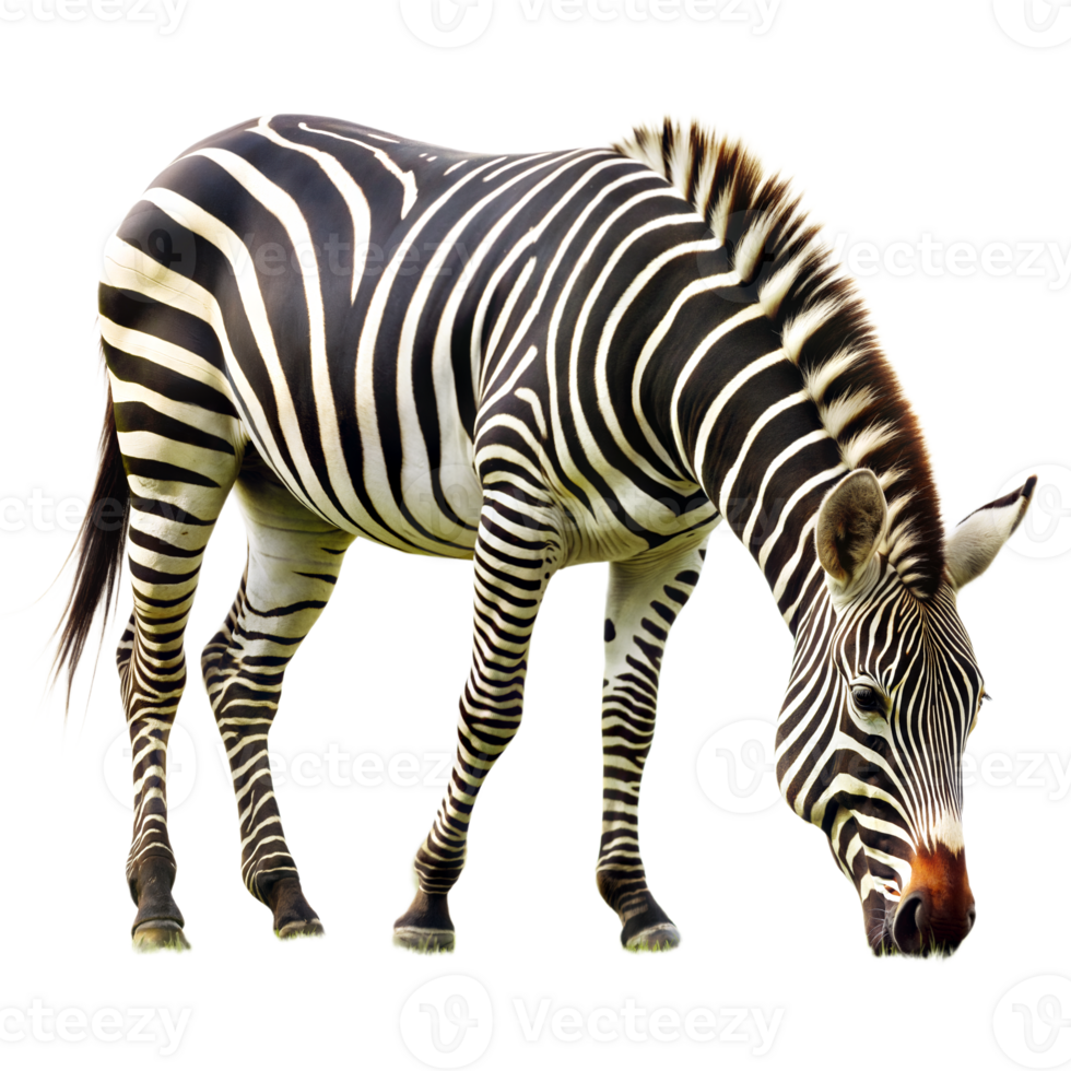A zebra is eating grass in front of a transparent background png