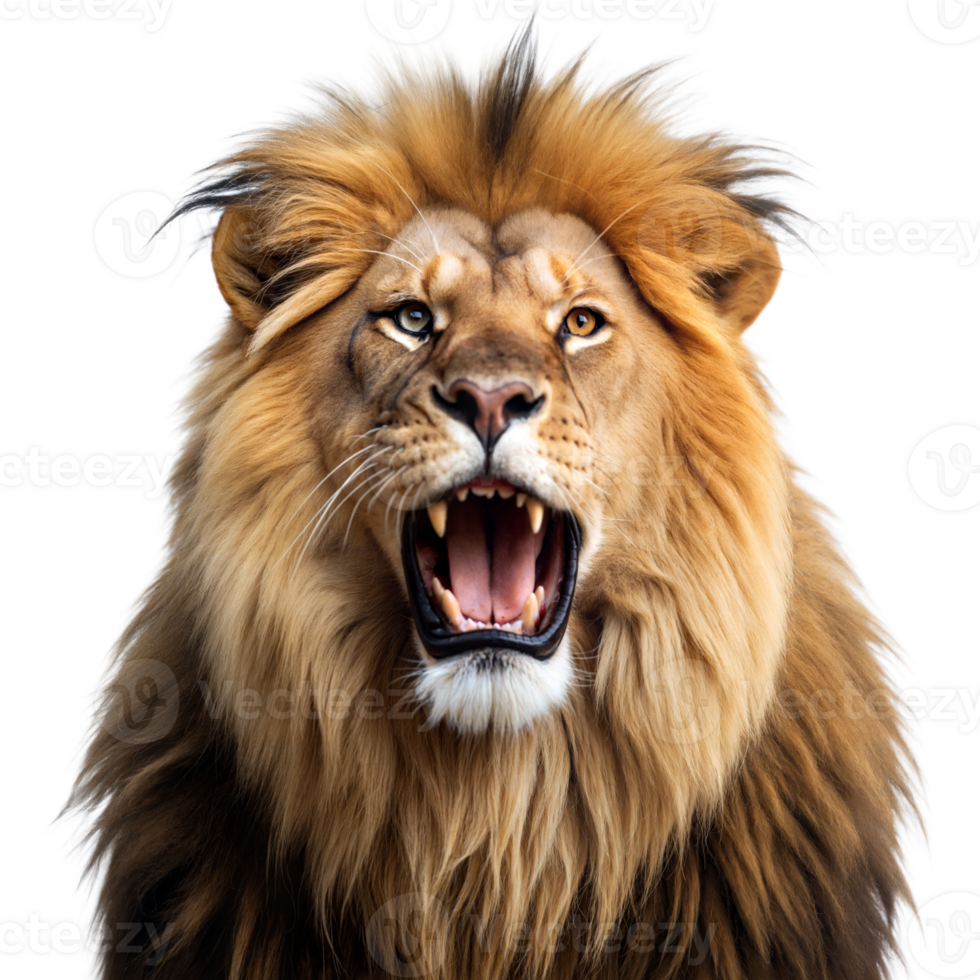 A lion with its mouth open and teeth bared png