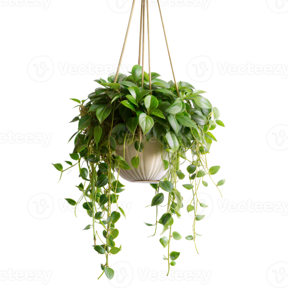 Lush pothos cascades from a hanging pot png