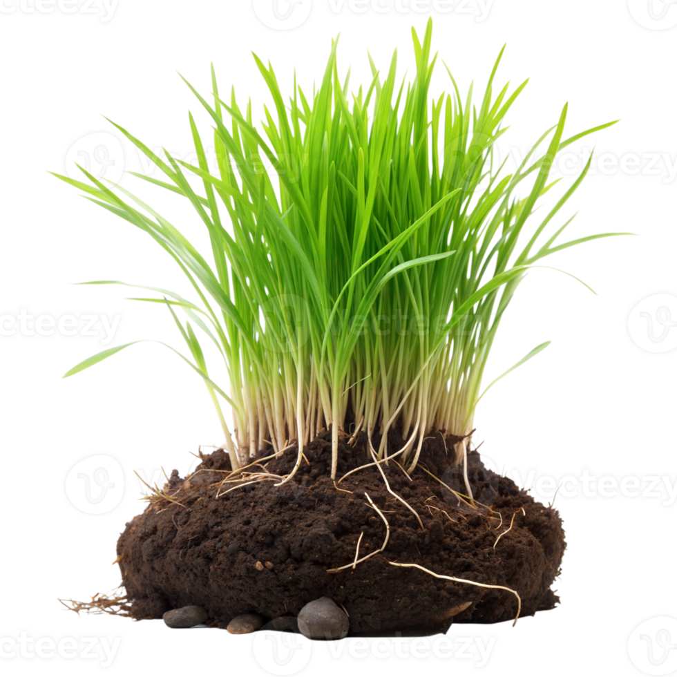 Fresh grass growing with visible roots and soil png