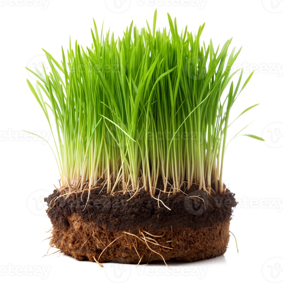 A cross-section of healthy grass showing roots and soil png