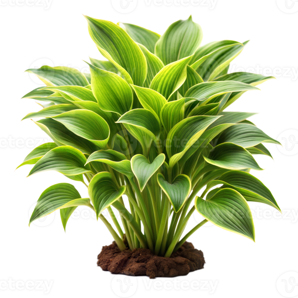 A vibrant potted plant with lush green leaves, isolated on transparent png