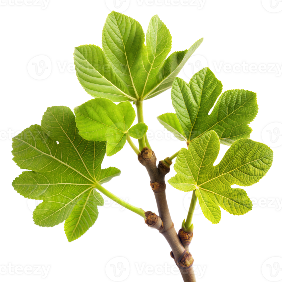 Fresh fig leaves on a branch, signaling new growth in spring png