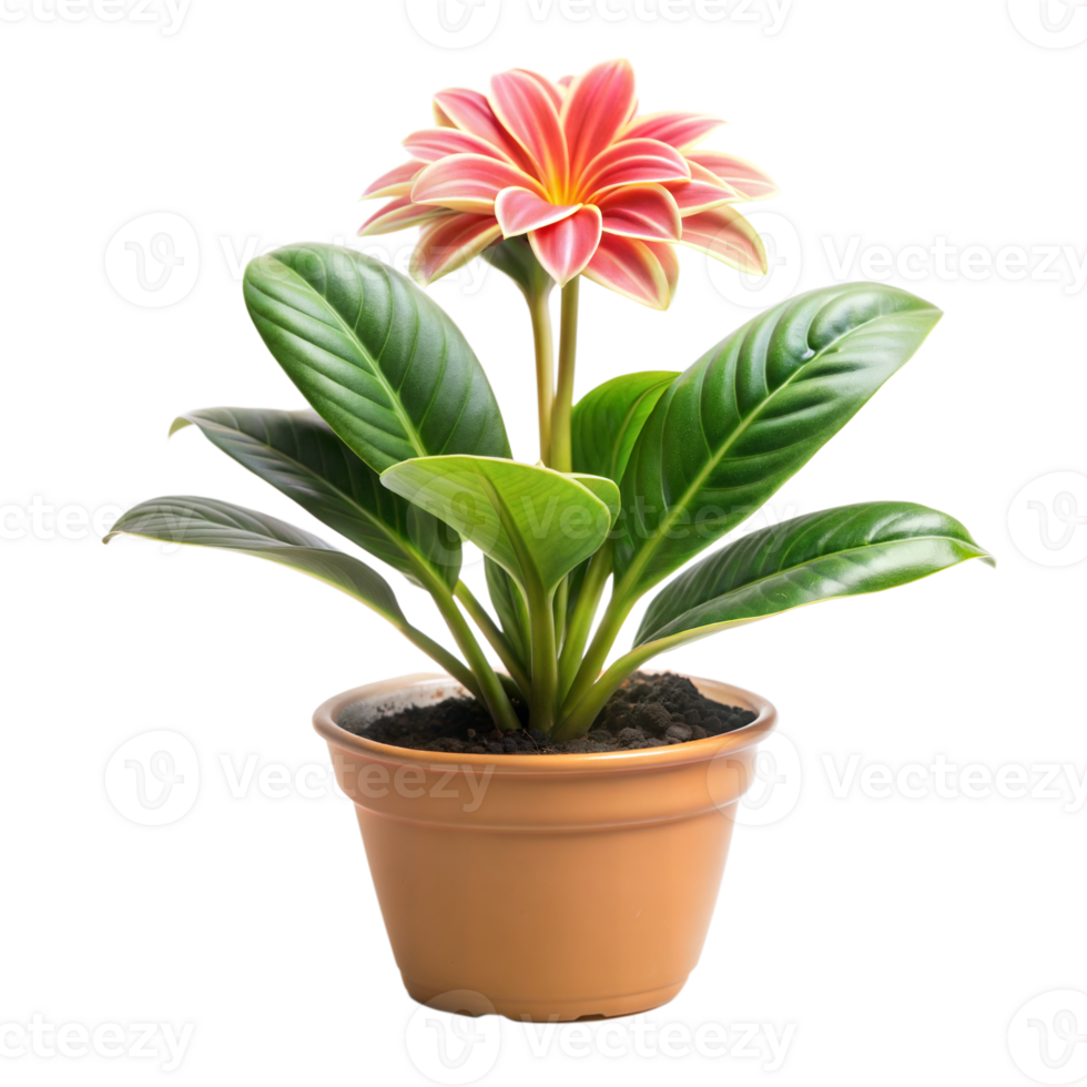 Beautiful potted plant with vibrant green leaves and colorful flower png