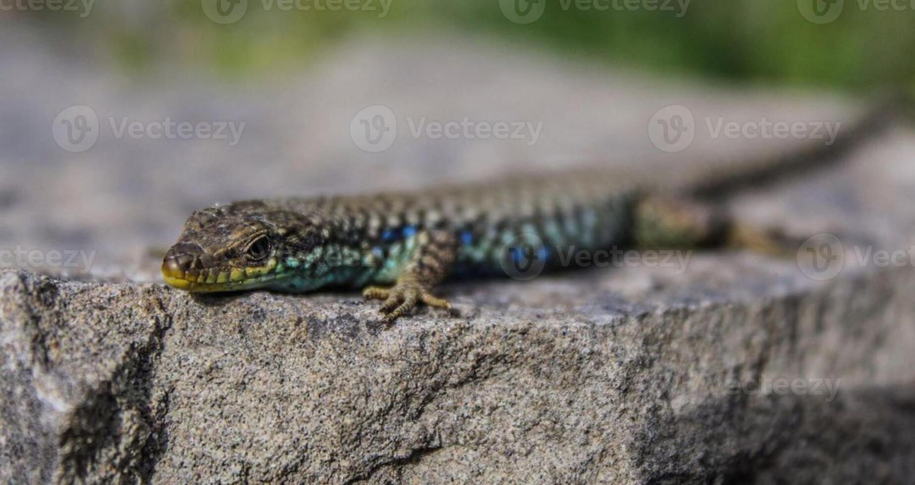 Lizards are sunbathing photo