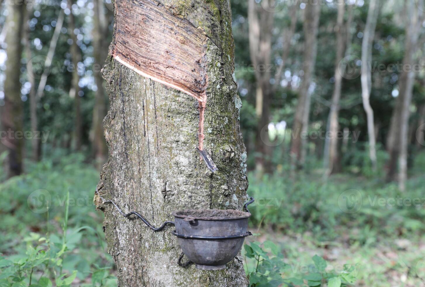Rubber trees in rubber plantation. Rubber latex extracted from rubber tree in bowl. photo