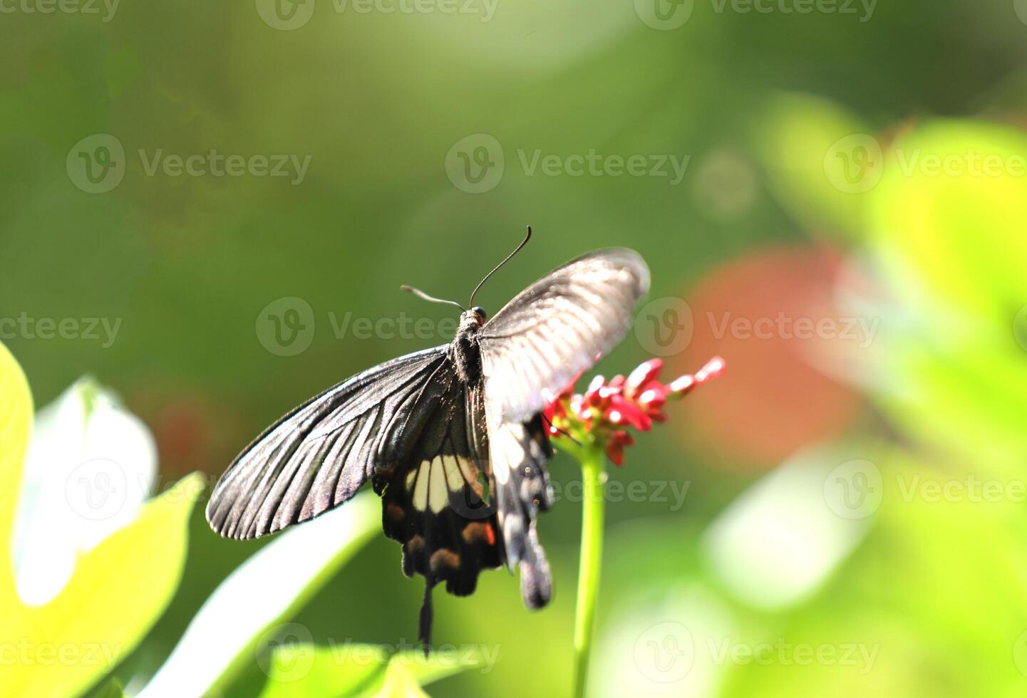 Papilio Iswara, Great Helen beautiful black butterfly on red flowers with green blurred background. photo