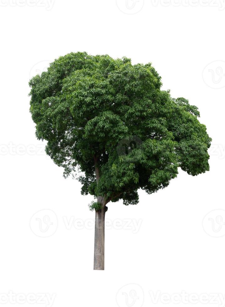 Green tree isolated on white background photo