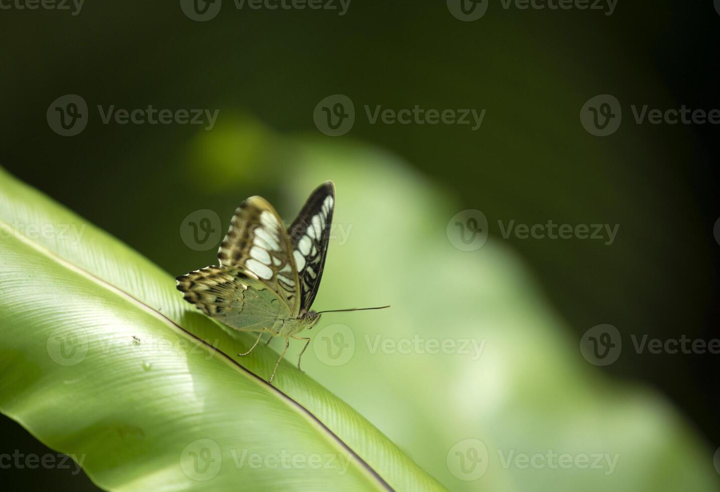 Parthenos sylvia butterfly on green leaf with blurred background photo