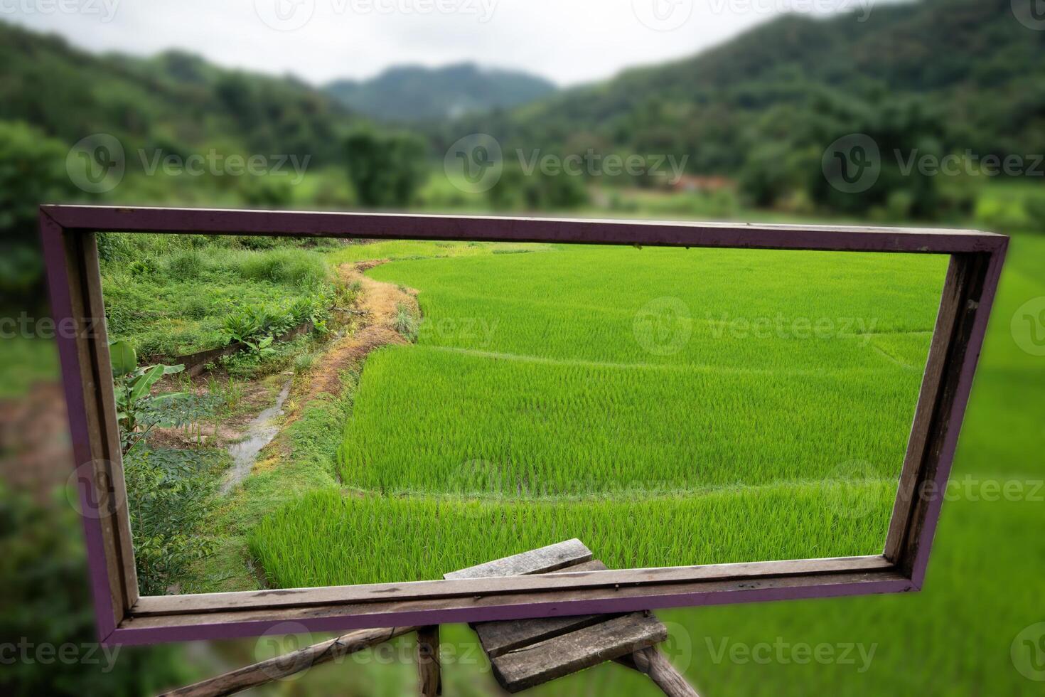 Green paddy field at countryside selective focus on wooden frame with blurred background photo
