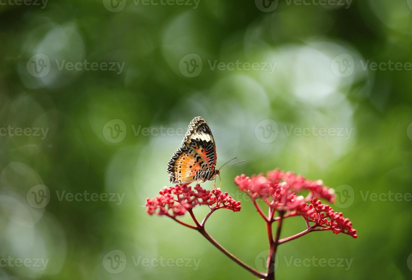 Leopard Lacewing butterfly on red flower with green bokeh background photo