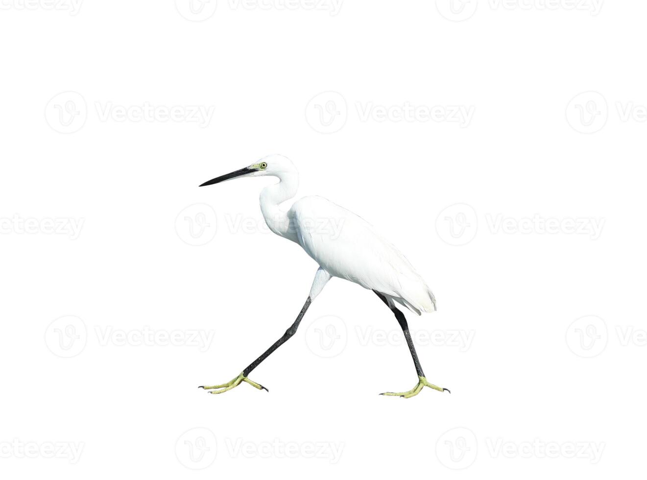 White egret isolated on white background photo