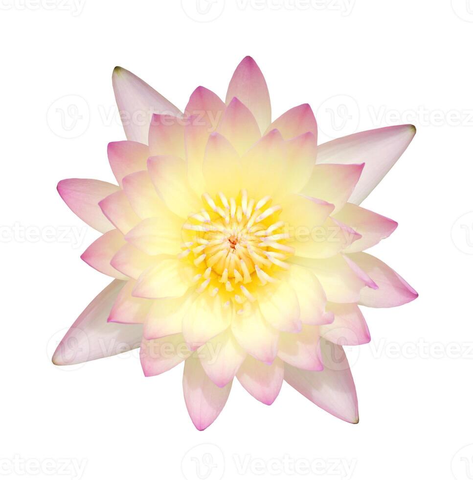 Top view of yellow-pink tropical waterlily isolated on white background photo