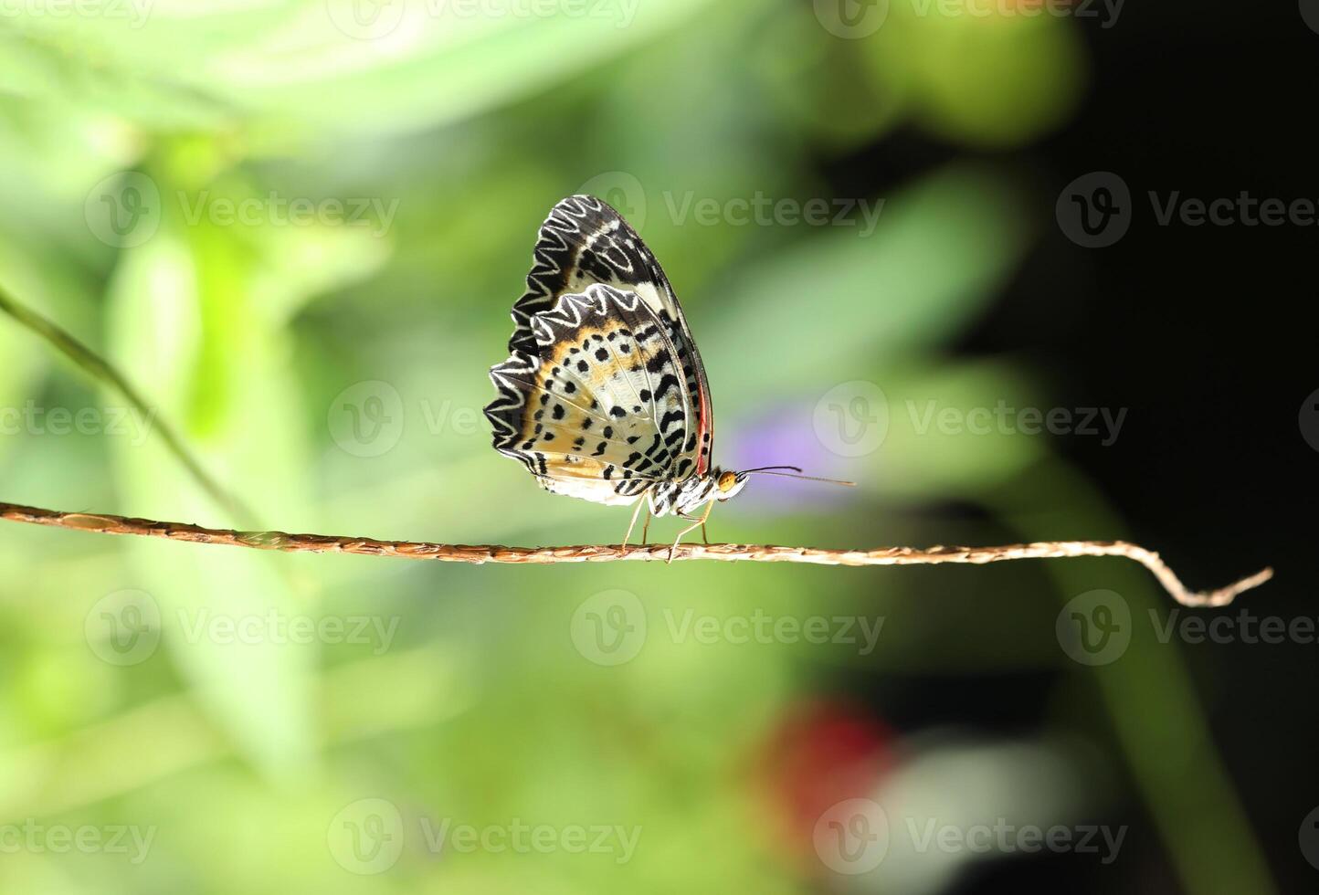 Leopard Lacewing butterfly on red flower with green bokeh background photo
