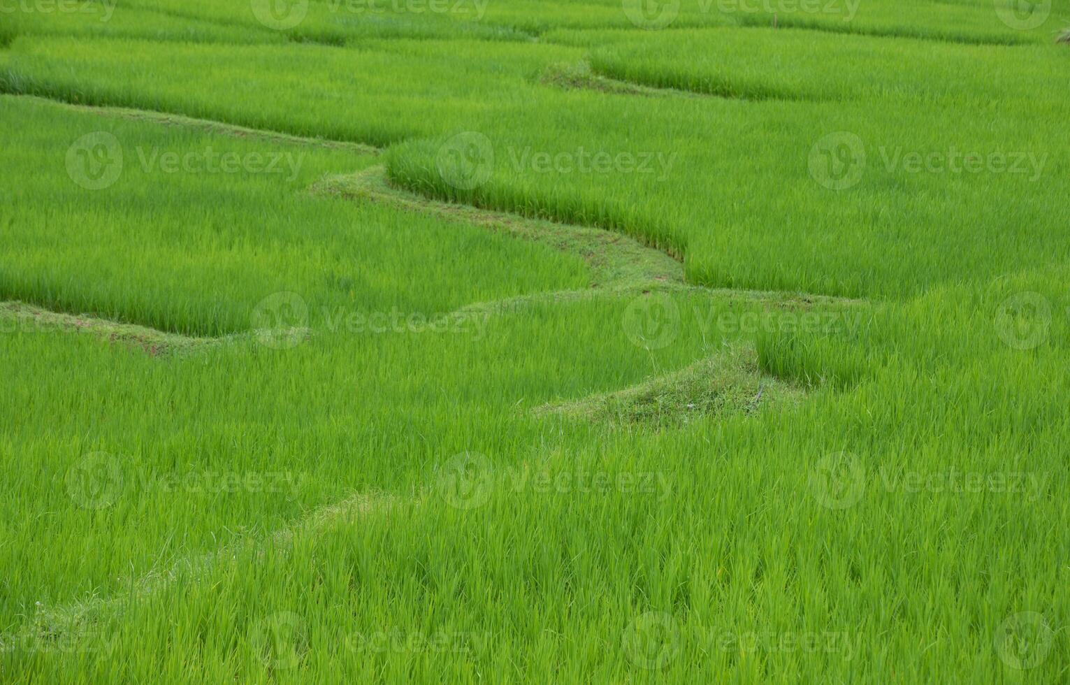 Green rice terraces at Nan province, Thaoland. photo